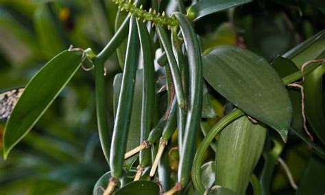 How To Grow Vanilla Beans: The Vanilla Orchid - Make House Cool