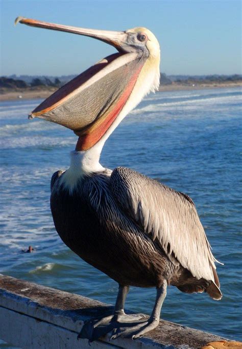 *Pismo Pelican* | Coastal birds, Sea birds, Beautiful birds