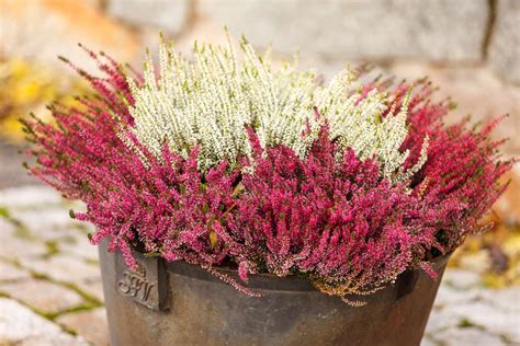 Heather Flower Meaning & Symbolism: Important Facts About 4 Color Variants - Petals And Hedges