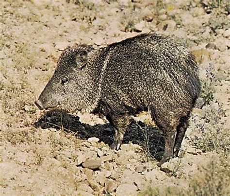 Peccary | Wild Pig, Collared & White-lipped Species | Britannica