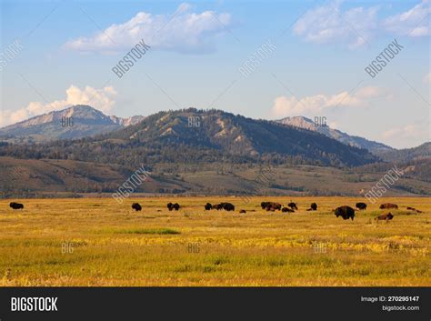 Herd Bison Yellowstone Image & Photo (Free Trial) | Bigstock