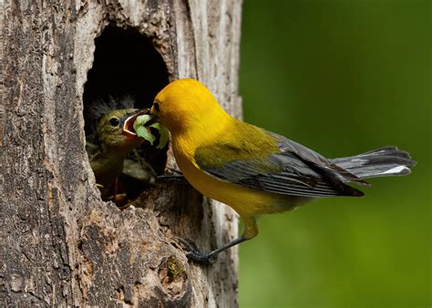 Prothonotary Warbler nest box project: 2022 update — Delta Wind Birds