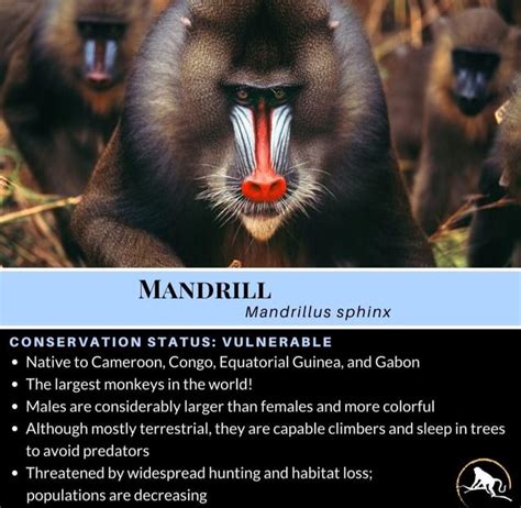 MANDRILL Mandrillus sphinx CONSERVATION STATUS: VULNERABLE Native to ...