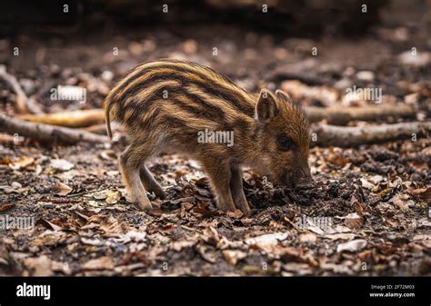 Baby wild boar digging for food in the ground, surrounded by leaves ...