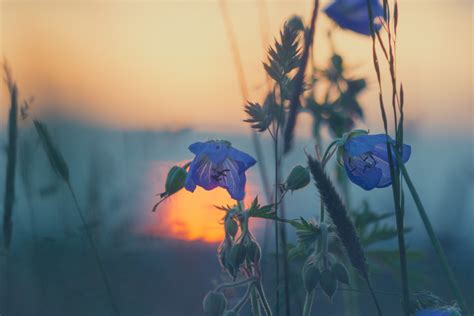 Free Images : nature, plant, sun, sunset, sunlight, morning, flower ...