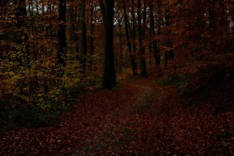 Dark autumn woods by sahk99 on DeviantArt