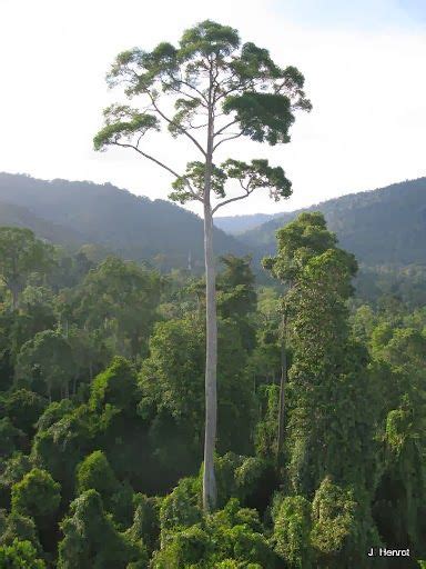 Yellow Meranti (Shorea faguetiana) | The beautiful Outdoors in 2019 | Rainforest trees, Lone ...