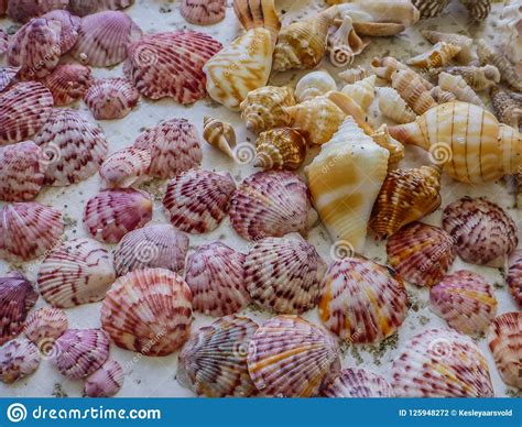 Sanibel island shells stock photo. Image of shells, blue - 125948272