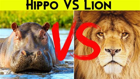 Hippo vs. Lion - YouTube