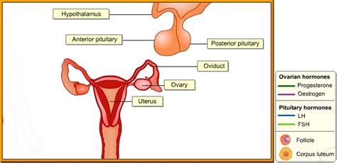 BIOLOGY FORM 6: HORMONES IN REPRODUCTION I