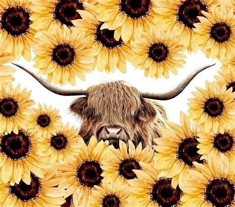 Highland cow | Cow print wallpaper, Cow wallpaper, Sunflower wallpaper