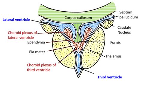 Lateral Ventricle - Parts, boundaries, tela choroidea, choroid plexus