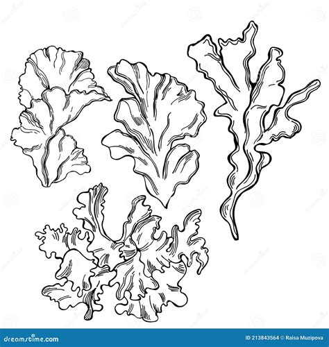 Edible Algae. Ulva Lactuca. Vector Illustration Stock Vector ...