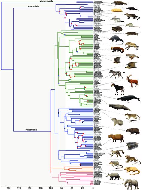 Mammal Evolution Tree