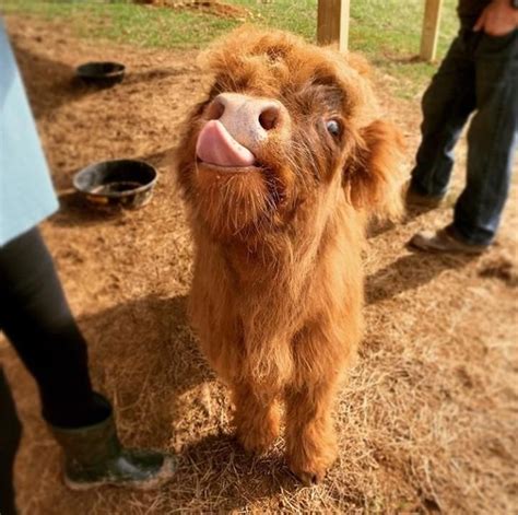 Sunny the silly veal wish you a great Monday ! | Cute baby cow, Baby farm animals, Fluffy cows