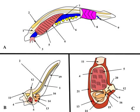 Growing A Backbone: Chordates - The Institution for Science Advancement