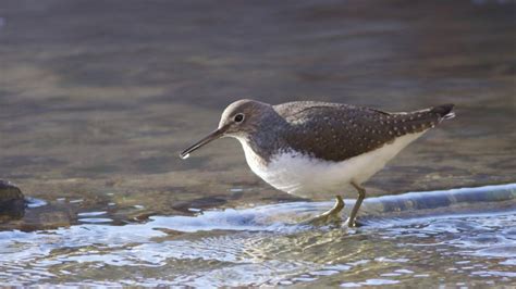 Tringa ochropus: Systematics, Habitat, Biology, Ecological Role