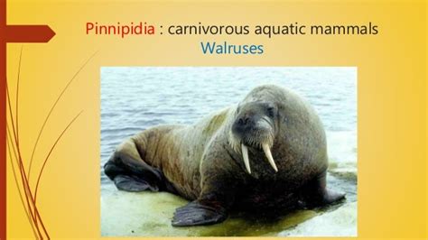 Aquatic mammals & their adaptation.fully aquatic mammal and amphibian…