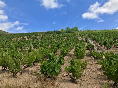 Wine Tasting In Beaujolais -- A Different Side Of Burgundy — Meserve ...