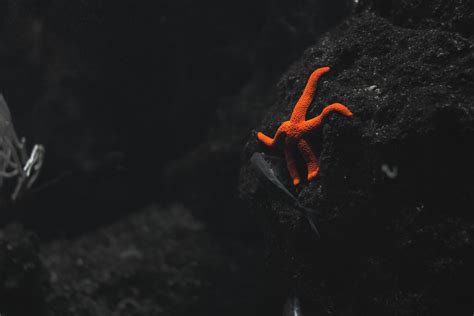 Orange Starfish · Free Stock Photo