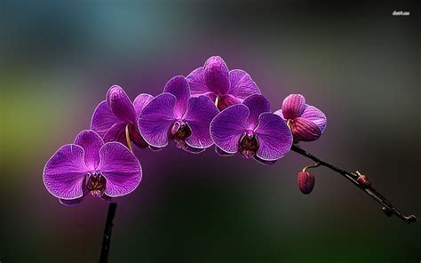 Purple orchids HD wallpaper | Purple orchids, Orchids, Purple flowers