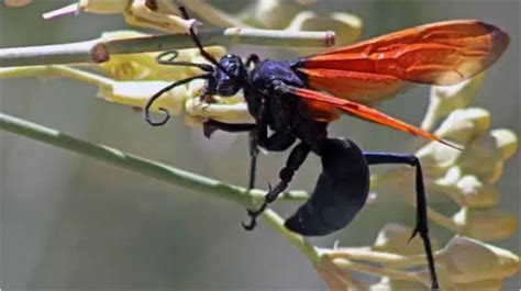 Arizona biologist warns about 'paralysing' sting of tarantula hawk wasp. 'For months on end...'