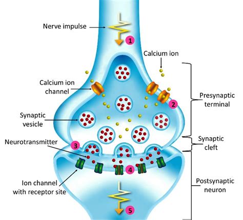 Scientists unveil how general anesthesia works