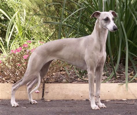 The Whippet Club NSW Inc