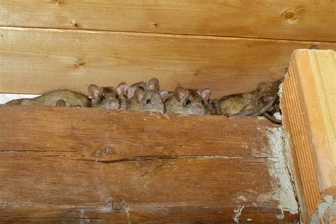 Rat Trapping | Critter Control Fort Worth