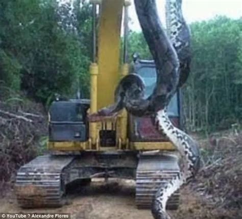 Discover the World's Most Colossal Anaconda (33-Foot-Long)