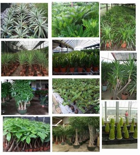 China Indoor Plants - China Zamioculcas Zamiifolia, Pachira Macrocarpa