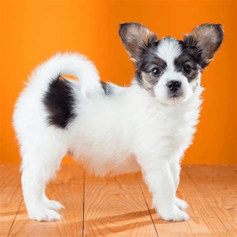 Papillon Dog Breed Information - Dog Friendly Scene