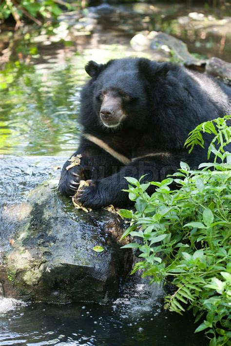 Asiatic black bear | Stock image | Colourbox