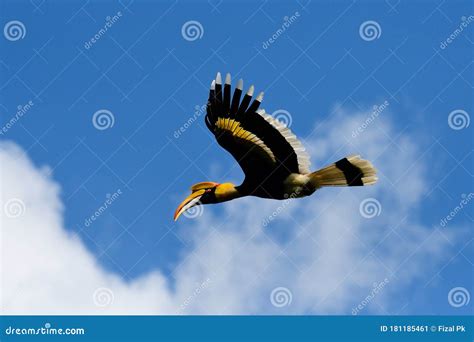 Great Indian Hornbill Bird from India Stock Image - Image of evergreen, great: 181185461