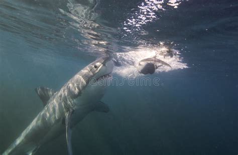 Cape Town, Sharks, Underwater Views, Looks Great, Everyone Should See this Scene Once in Your ...