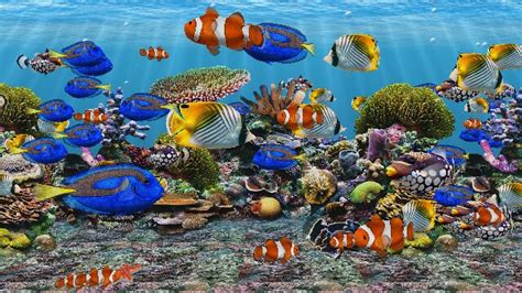 Free download fish aquarium screensaver - lasopaflexi