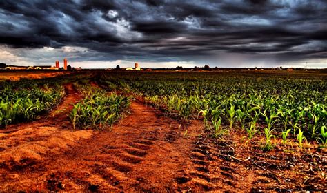 Corn Harvest Wallpaper | Amazing Wallpapers