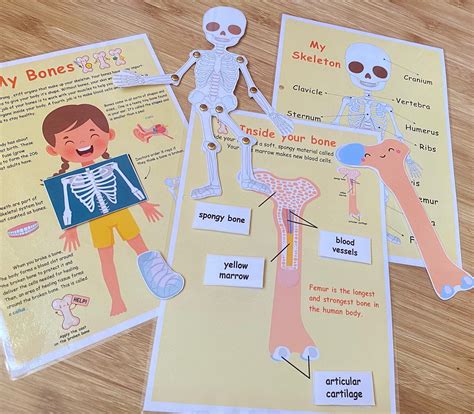 Human Skeleton Anatomy Activity Printable Skeletal System - Etsy ...