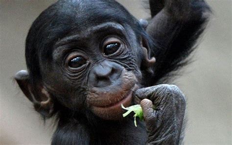 Baby bonobos are smiling at the camera \\ Zoo Leipzig, Germany. | Fotos de animales bebé ...