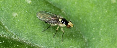 Leafminer - BioBee