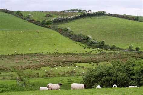 Ireland, County Mayo, Westport. Sheep in the Irish countryside. - Stock Photo - Dissolve