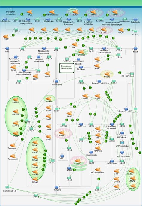 NAD metabolism Pathway Map - PrimePCR | Life Science | Bio-Rad