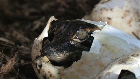 Alligator Eggs Hatch Stock Footage Video 1451641 - Shutterstock