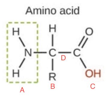 Structure of an Amino Acid Flashcards | Quizlet