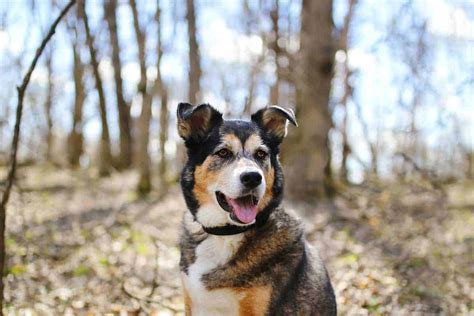 Shollies: Border Collie And German Shepherd Mixed Breed Dog