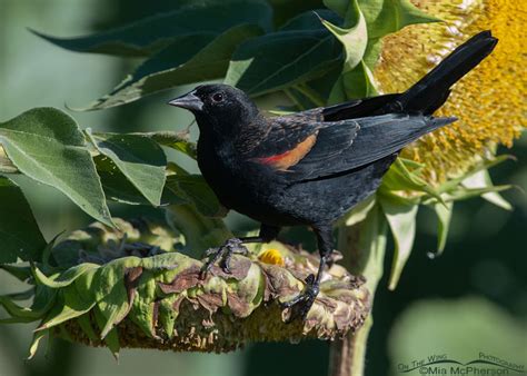 Male Red-winged Blackbird On A Sunflower Perch - On The Wing Photography