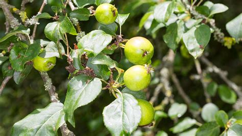 Crab Apple (Malus sylvestris) - British Trees - Woodland Trust