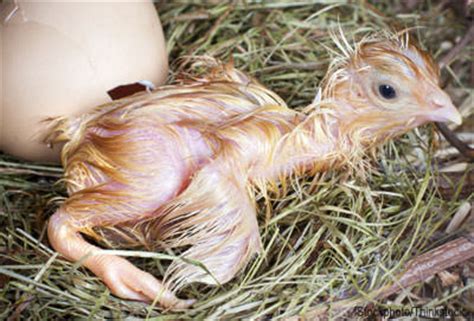 The Basics of Hatching Chicks - Hobby Farms