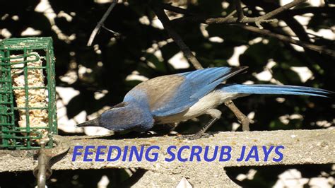 Feeding Scrub Jays ~ Scrub Jay Feeder ~ Feeding Blue Jays ~ How to ...