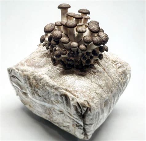 Buy a Mycelium Block for the Easiest Mushroom Growing Around – Fungi Ally